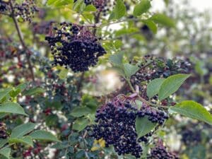 Die Beeren des Schwarzen Holunders sind reich an Antioxidantien.